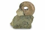 Iridescent, Pyritized Ammonite (Quenstedticeras) Fossil Display #244941-1